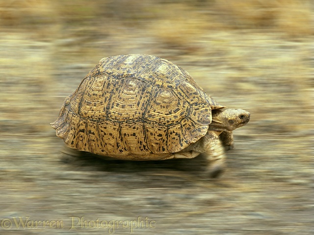 Leopard Tortoise (Testudo pardalis) in motion