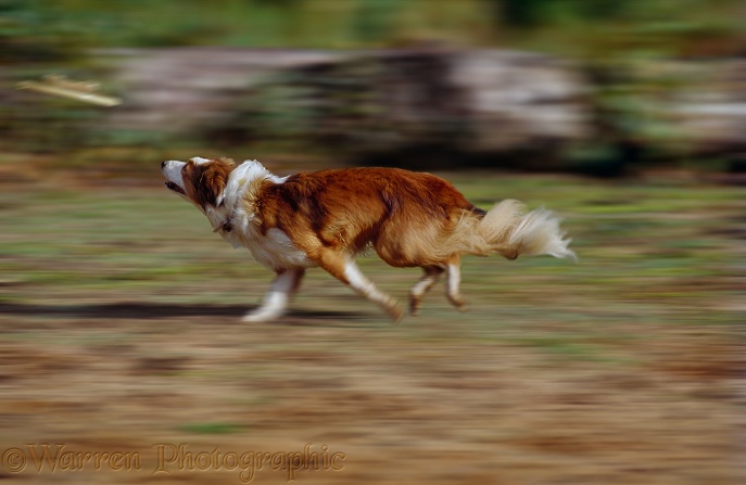 Sable-and-white Border Collie, Lark, chasing a Frisbee