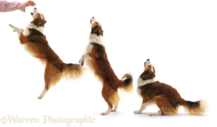 Multiple image of Sable-and-white Border Collie, Lark, jumping, white background