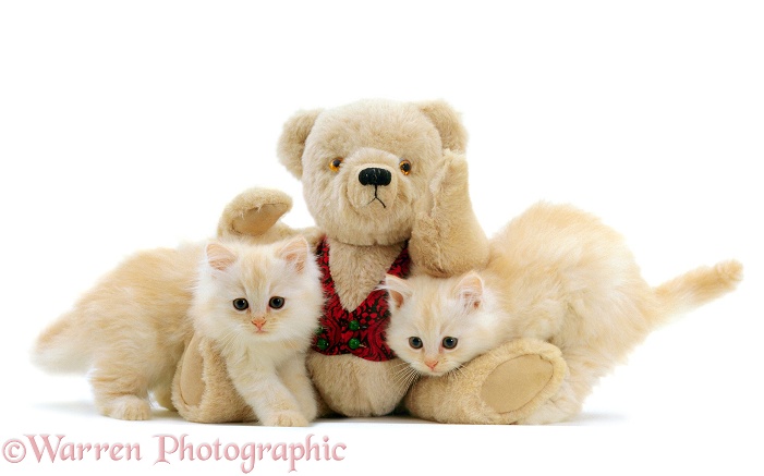 Kittens & teddy bear, white background