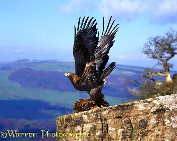 Golden Eagle (Aquila chrysaetos) taking off