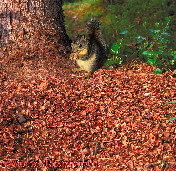 A Douglas Squirrel (Tamiasciurus douglasii) sits upon a pile of shredded cones it has made.  North America