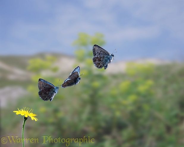Chalkhill Blue Butterfly (Lysandra coridon) taking off - three images