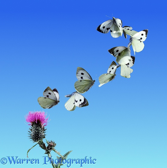 Large White Butterfly (Pieris brassicae) taking off from a Spear Thistle. Nine images at 20 millisecond intervals