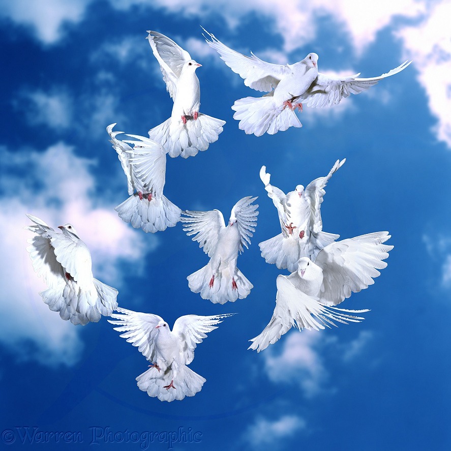 White doves (Columba livia) in flight