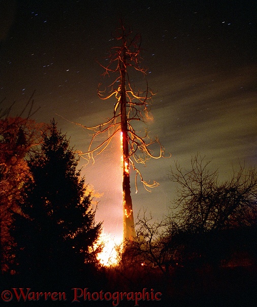 A dead Giant Sequoia (Sequoiadendron giganteum) on fire