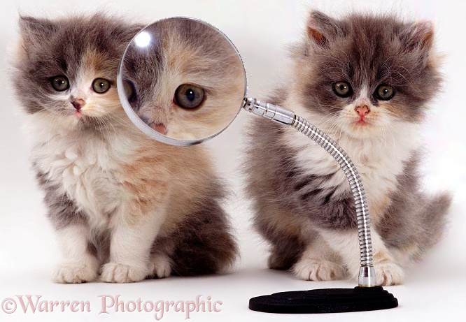 Kittens & magnifying glass, white background