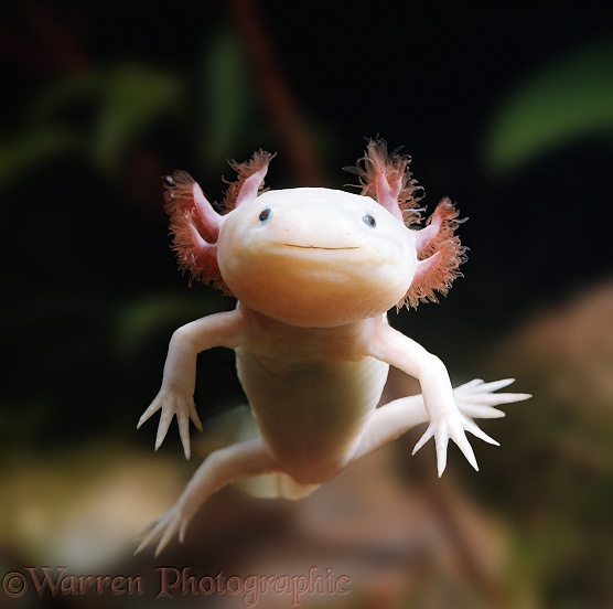 Axolotl (Siredon mexicanum), leucistic. A leucistic creature can be differentiated from an albino because it's eyes are not red