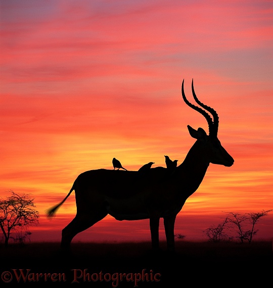 Impala (Aepyceros melampus) with Oxpeckers at sunset.  Africa