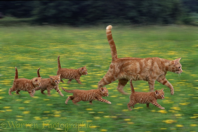 Family of ginger Cats on the run