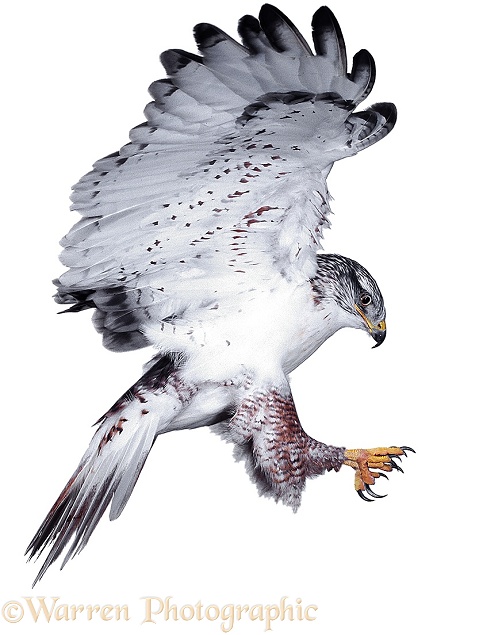 Ferruginous Hawk (Buteo regalis) alighting, white background