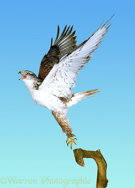 Ferruginous Hawk (Buteo regalis) taking off