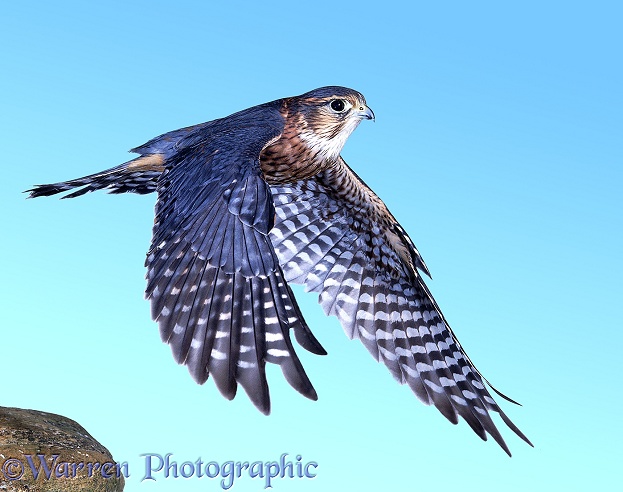 Merlin (Falco columbarius) male taking off