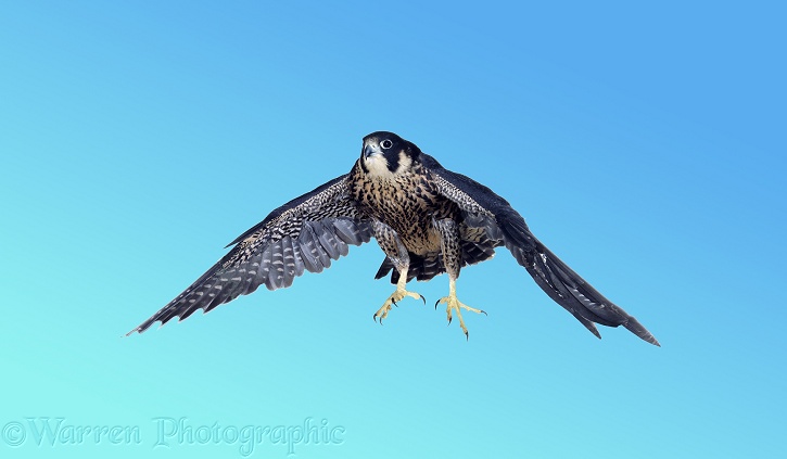Peregrine Falcon (Falco peregrinus) taking off