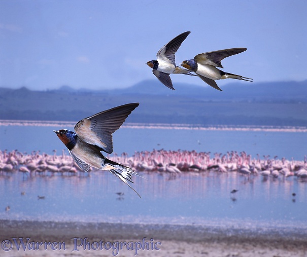 Swallows (Hirundo rustica) migrate past a lake in Africa