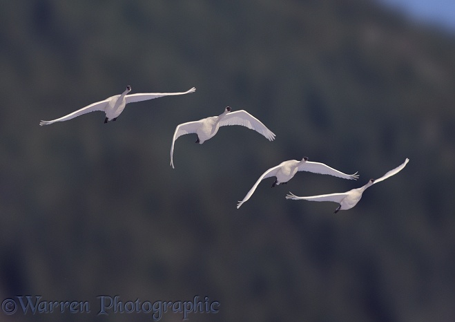 Tundra or Whistling Swans (Cygnus columbianus) in flight.  North America
