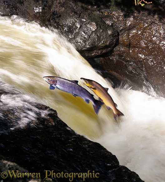 Atlantic Salmon (Salmo salar) in breeding colours leaping a waterfall