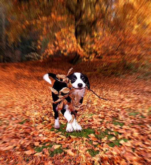 Border Collie puppy, running through autumn leaves