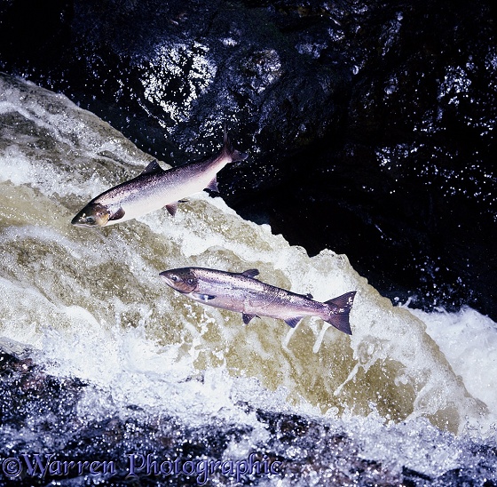 Atlantic Salmon (Salmo salar) females in breeding colours leaping a waterfall