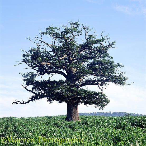 English Oak (Quercus robur) - Summer (05-08-1998).  Surrey, England