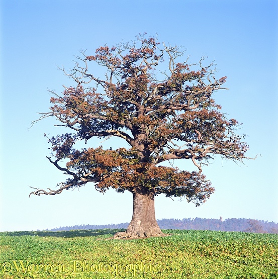 English Oak (Quercus robur) - Autumn (12-11-1997).  Surrey, England
