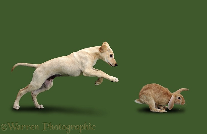 Saluki Lurcher puppy Swift chasing a rabbit on green background