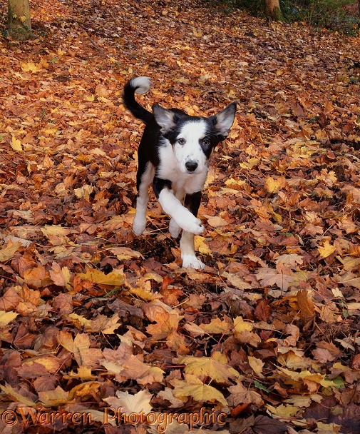 Border Collie puppy, running through Autumn leaves