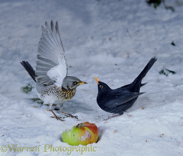 Fieldfare (Turdus pilaris) fighting with a Blackbird (Turdus merula) over a fallen apple