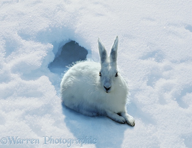Arctic Hare (Lepus timidus) in winter coat