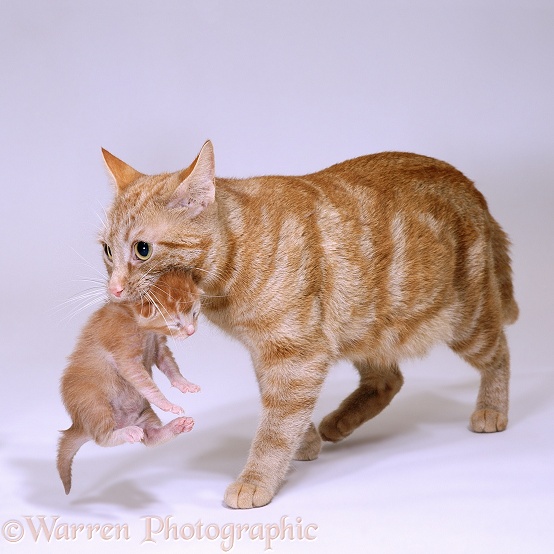 Cat carrying a kitten 3D R, white background