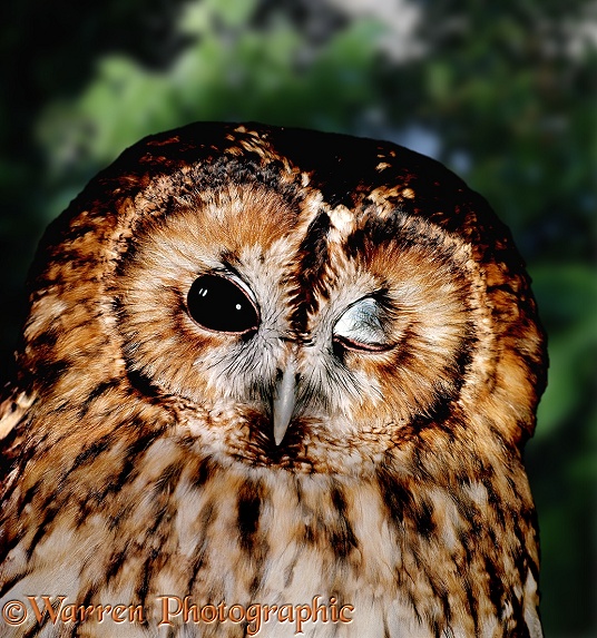 Tawny Owl (Strix aluco), winking