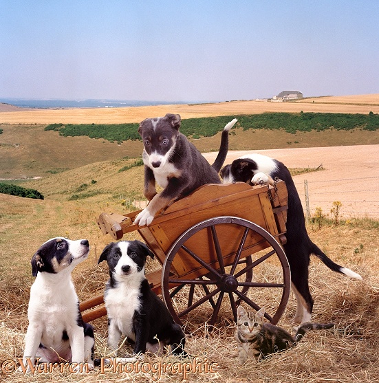 Hay-cart Capers