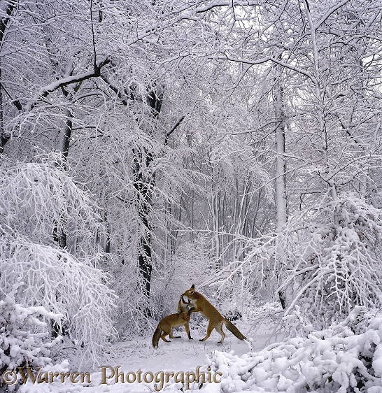A pair of Red Foxes (Vulpes vulpes) at play in early snow