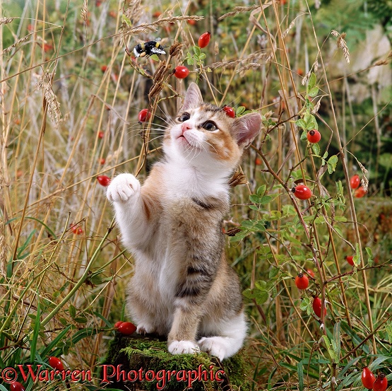 Tortoiseshell-and-white kitten trying to catch a passing bumblebee