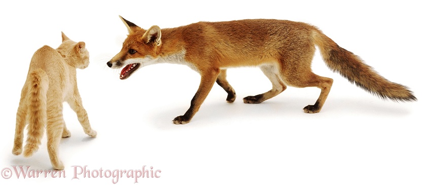 A cat goes into a defensive posture at the sight of a young fox. 5 months old, white background
