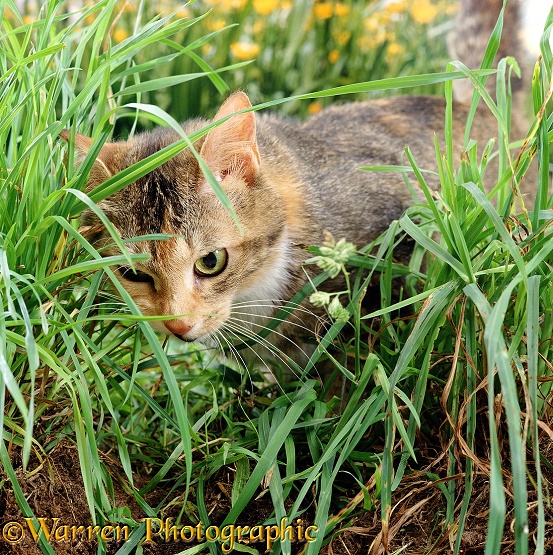 Cat, eating grass