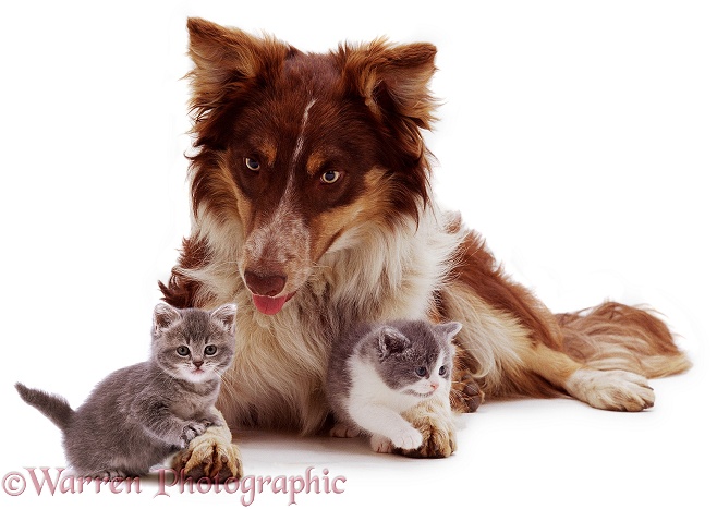 Red tricolour Border Collie Chester, with playful kittens, white background