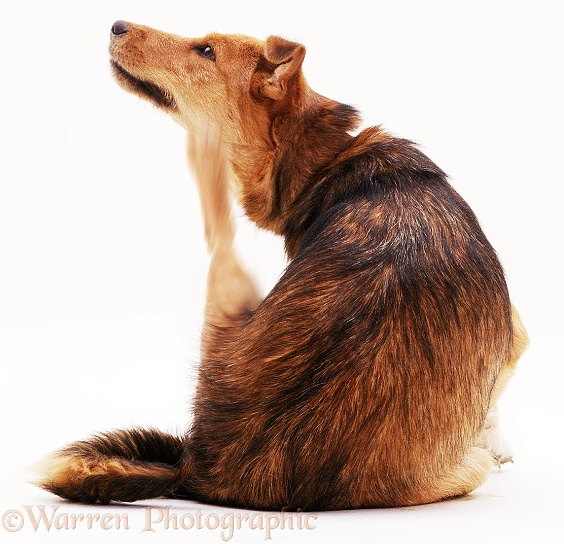 Lakeland Terrier x Border Collie, Bess, scratching with her hind leg, white background