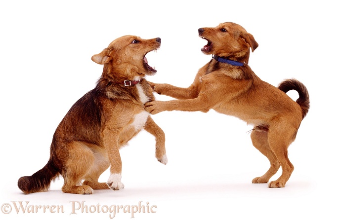 Lakeland Terrier x Border Collie, Bess seeing off her importunate younger brother, Henry, 5 months old, white background