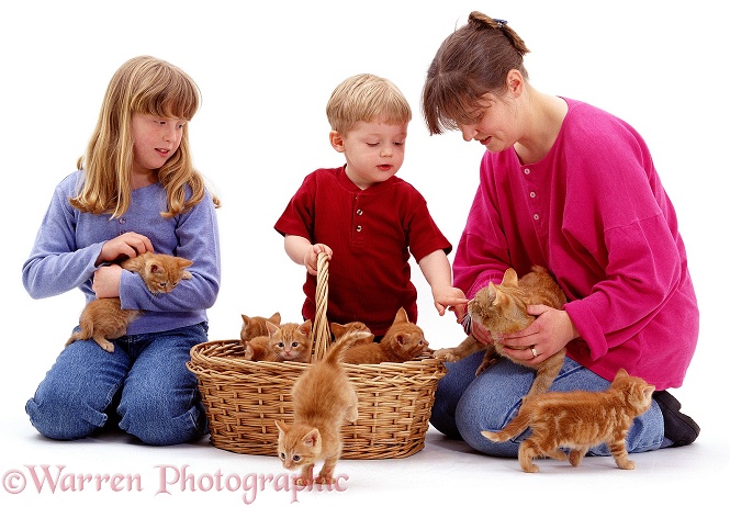 Ginger kittens, introduced to children, Joshua (2) and Sade (10), white background