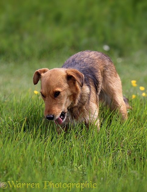 Lakeland Terrier x Border Collie, Bess, eating grass