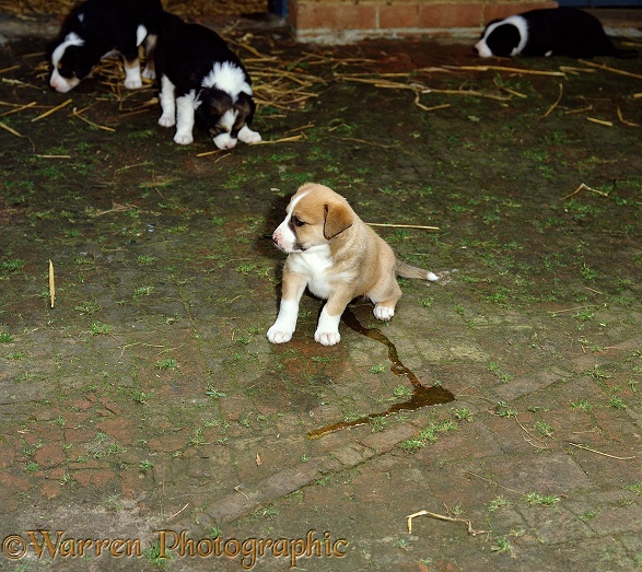 Sable Border Collie, Honey, making a puddle in the yard. 5 weeks old
