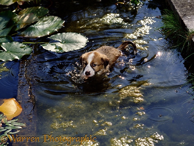 Sable Border Collie, Jack, puppy paddling after falling in a pond. 44 days old