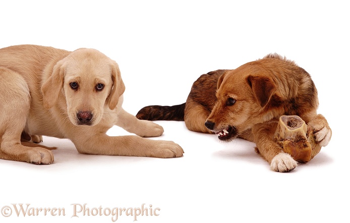 Yellow Labrador pup, 12 weeks old, crying away from food-guarding Lakeland Terrier x Border Collie, Bess, white background