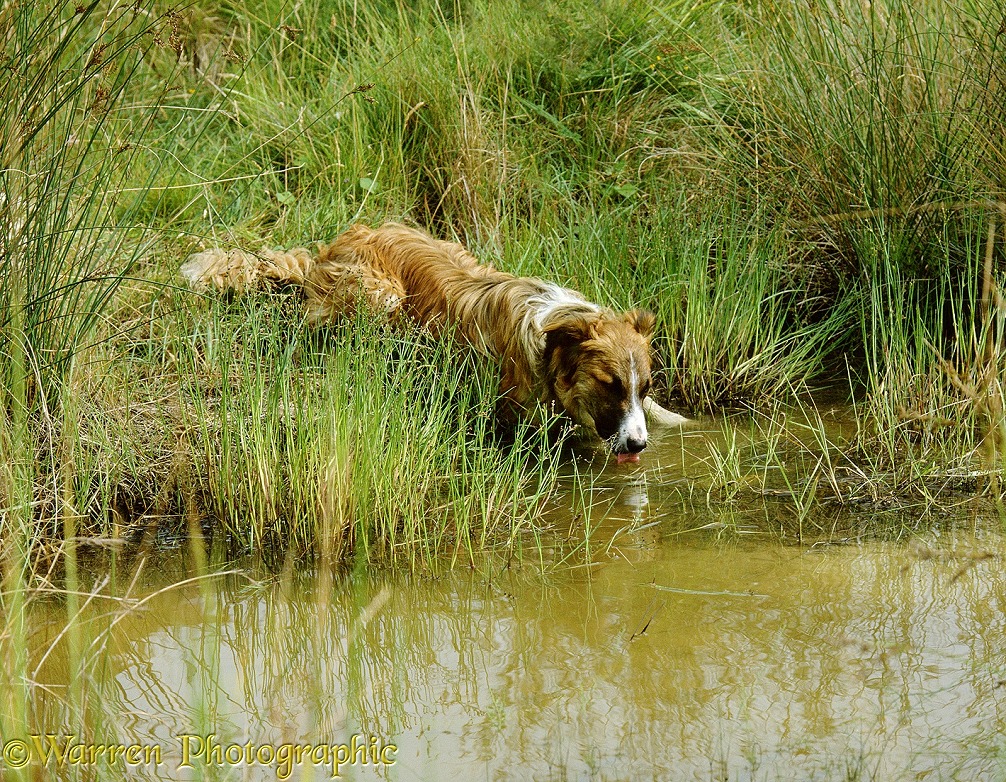 Border Collie, Jasper, drinking from a pond