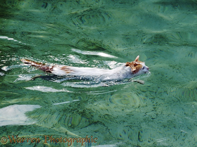 Turkish Van Cat, swimming. (As the cat nears the bank, its ears come forward)