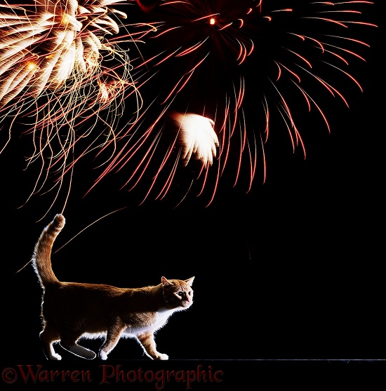 A cat running away from a firework display