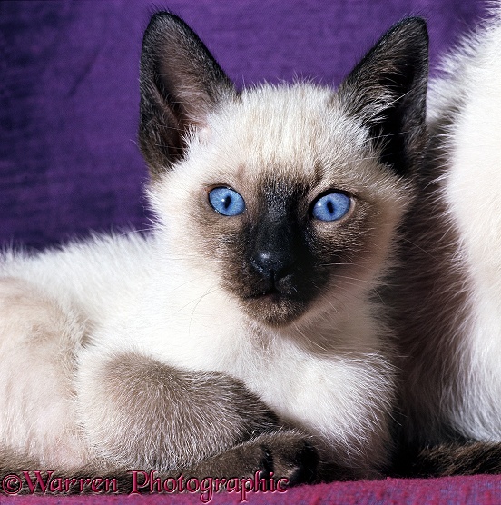 Seal-point Siamese kitten, 7 weeks old