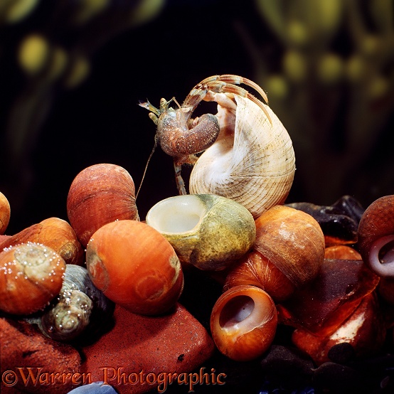 Young Common Hermit Crab (Eupagurus bernhardus) moving into empty shell of Edible Periwinkle.  Europe