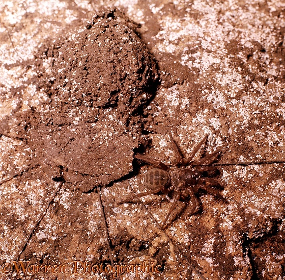 Trap-door spider (Liphistius batuensis) outside its home.  Batu Caves, Malaya